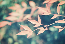 告别与希望：奥地利与法国，欧国联征程的终章与新篇